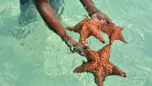 Étoiles de mer dans les eaux turquoise de Saona